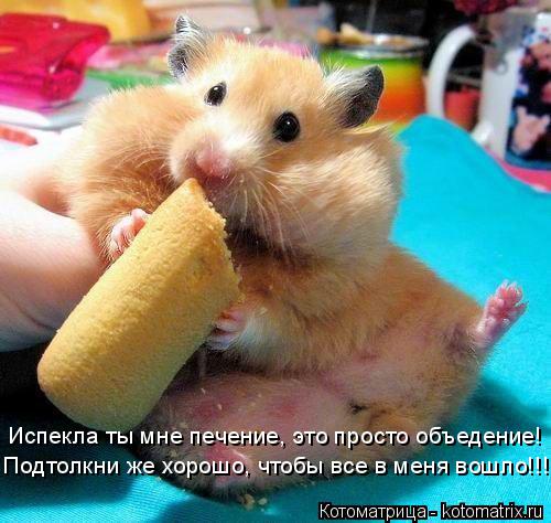Испекла ты мне печение, это просто объедение! Подтолкни же хорошо, чтобы все в меня вошло!!!... Котоматрица: Испекла ты мне печение, это просто объедение! Подтолкни же хорошо, чтобы все в меня вошло!!!