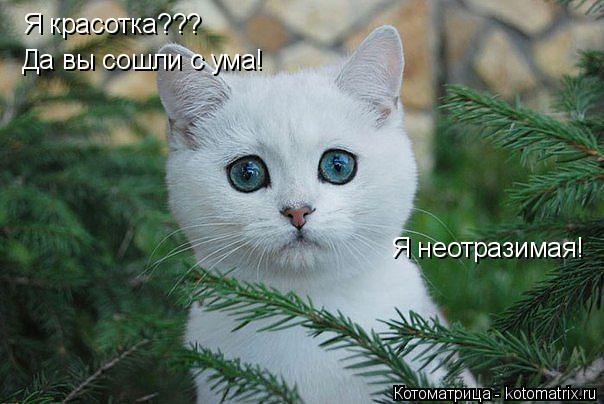 Я красотка??? Да вы сошли с ума! Я неотразимая!... Котоматрица: Я красотка??? Да вы сошли с ума! Я неотразимая!