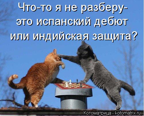 Что-то я не разберу- это испанский дебют или индийская защита?... Котоматрица: Что-то я не разберу- это испанский дебют или индийская защита?