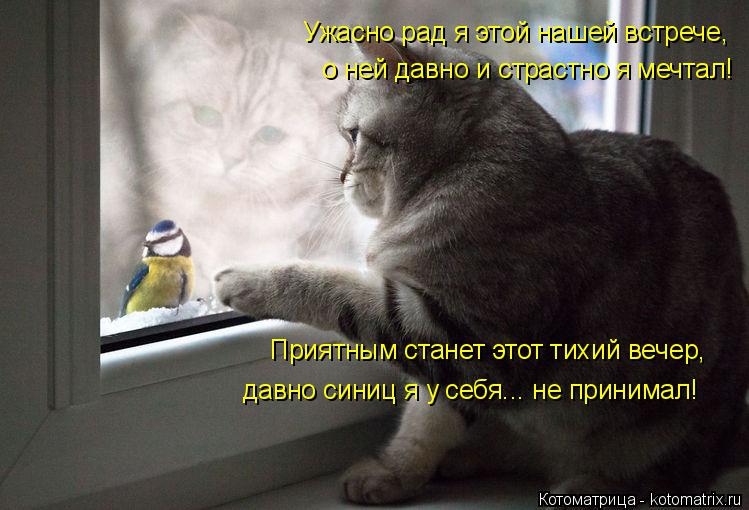 Ужасно рад я этой нашей встрече, о ней давно и страстно я мечтал! Приятным станет этот тихий вечер, д... Котоматрица: Ужасно рад я этой нашей встрече, о ней давно и страстно я мечтал! Приятным станет этот тихий вечер, давно синиц я у себя... не принимал!