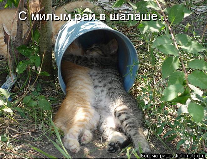 С милым рай в шалаше...... Котоматрица: С милым рай в шалаше...