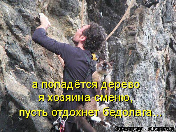 а попадётся дерево я хозяина сменю, пусть отдохнет бедолага...... Котоматрица: а попадётся дерево я хозяина сменю, пусть отдохнет бедолага...
