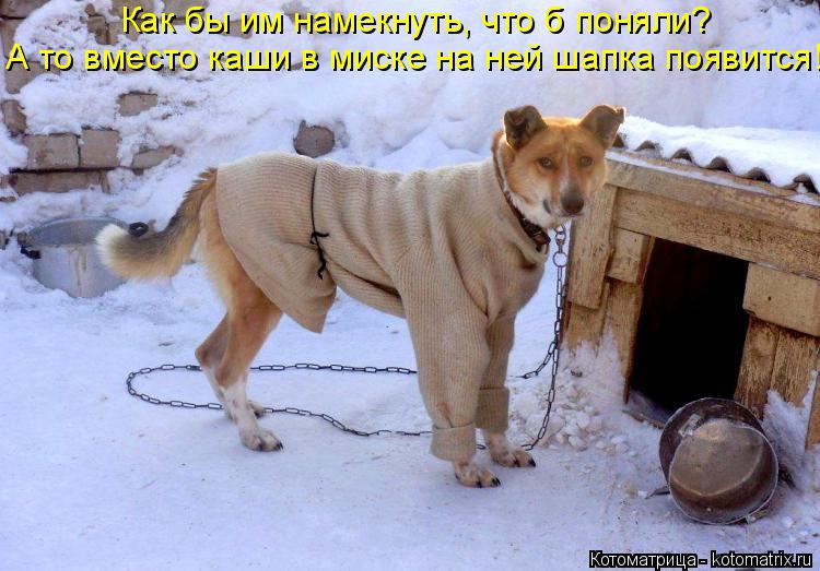 Как бы им намекнуть, что б поняли? А то вместо каши в миске на ней шапка появится!... Котоматрица: Как бы им намекнуть, что б поняли? А то вместо каши в миске на ней шапка появится!