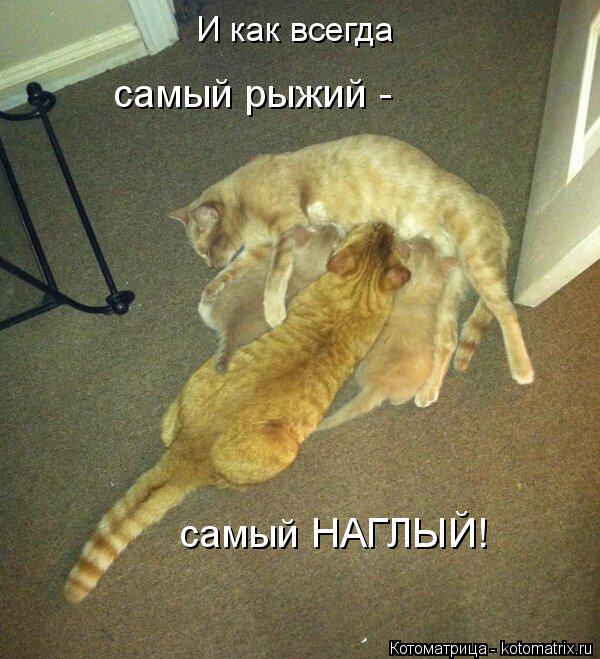 И как всегда самый рыжий - самый НАГЛЫЙ!... Котоматрица: И как всегда самый рыжий - самый НАГЛЫЙ!