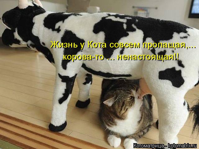 Котоматрица: Жизнь у Кота совсем пропащая,... корова-то ... ненастоящая!!