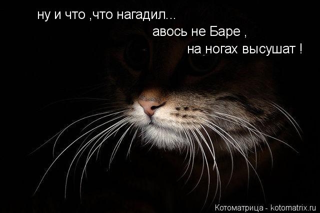 Котоматрица: ну и что ,что нагадил... авось не Баре , на ногах высушат !