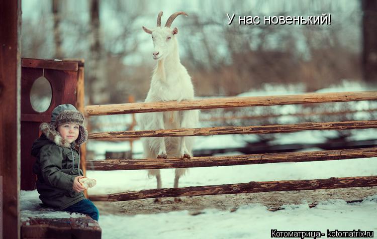 У нас новенький!... Котоматрица: У нас новенький!