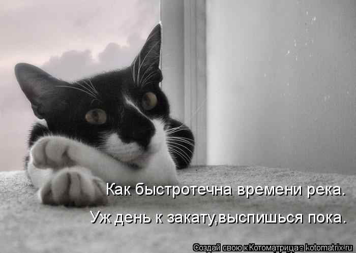 Как быстротечна времени река. Уж день к закату,выспишься пока.... Котоматрица: Как быстротечна времени река. Уж день к закату,выспишься пока.
