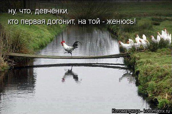 ну, что, девчёнки, кто первая догонит, на той - женюсь!... Котоматрица: ну, что, девчёнки, кто первая догонит, на той - женюсь!