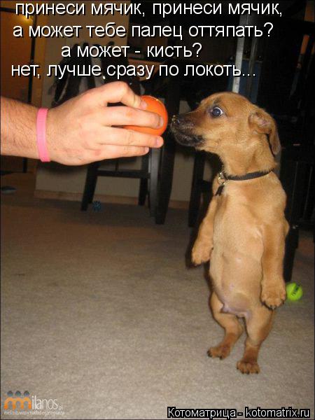 принеси мячик, принеси мячик, а может тебе палец оттяпать? а может - кисть? нет, лучше сразу по локот... Котоматрица: принеси мячик, принеси мячик, а может тебе палец оттяпать? а может - кисть? нет, лучше сразу по локоть...
