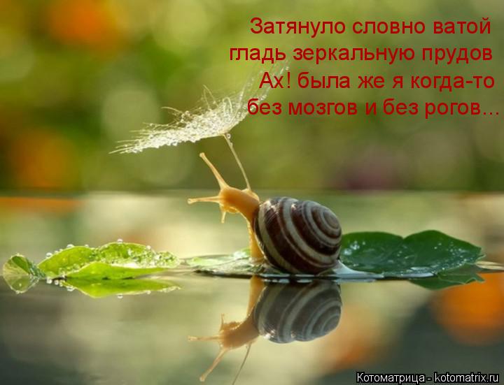 Затянуло словно ватой гладь зеркальную прудов Ах! была же я когда-то без мозгов и без рогов...... Котоматрица: Затянуло словно ватой гладь зеркальную прудов Ах! была же я когда-то без мозгов и без рогов...