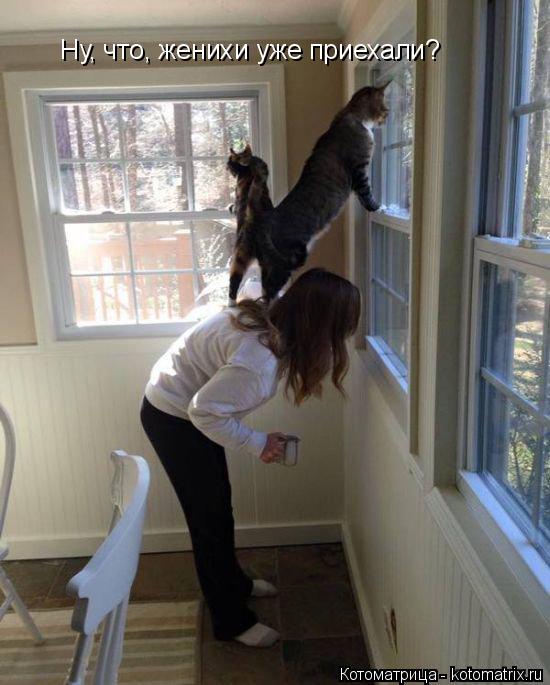 Ну, что, женихи уже приехали?... Котоматрица: Ну, что, женихи уже приехали?