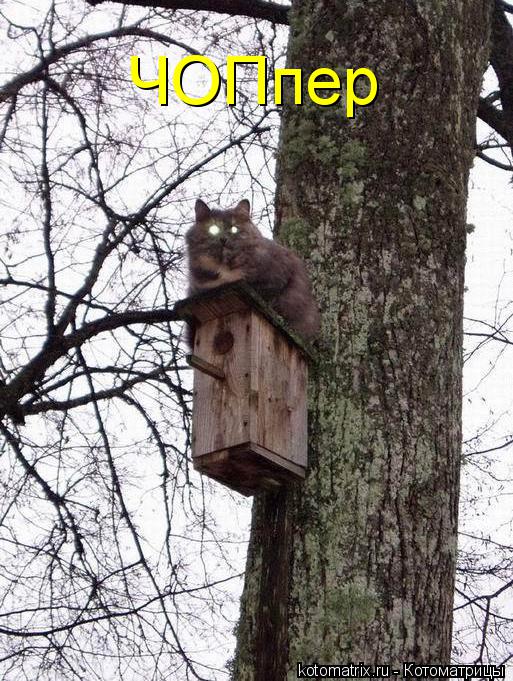 ЧОПпер... Котоматрица: ЧОПпер