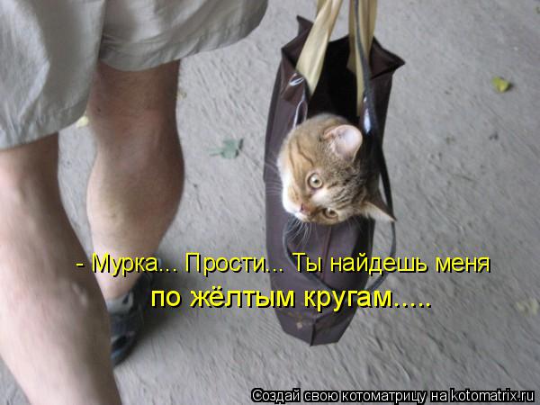 - Мурка... Прости... Ты найдешь меня по жёлтым кругам........ Котоматрица: - Мурка... Прости... Ты найдешь меня по жёлтым кругам.....