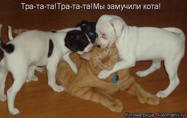 Тра-та-та!Тра-та-та!Мы замучили кота!... Котоматрица: Тра-та-та!Тра-та-та!Мы замучили кота!
