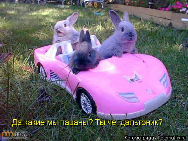 -Да какие мы пацаны? Ты че, дальтоник?... Котоматрица: -Да какие мы пацаны? Ты че, дальтоник?