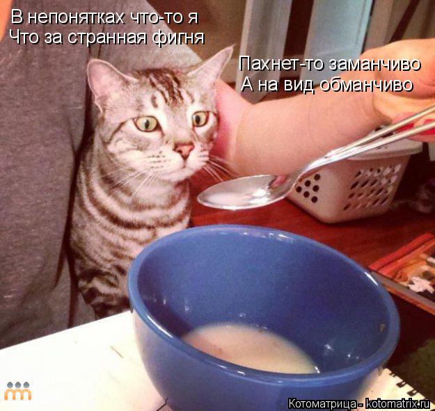 В непонятках что-то я Что за странная фигня Пахнет-то заманчиво А на вид обманчиво... Котоматрица: В непонятках что-то я Что за странная фигня Пахнет-то заманчиво А на вид обманчиво