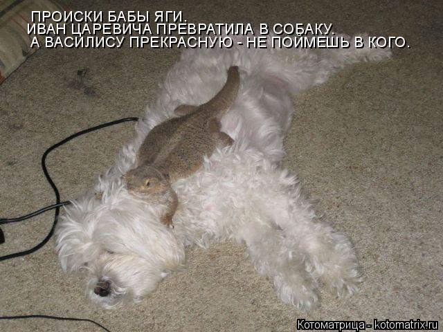 ПРОИСКИ БАБЫ ЯГИ. ИВАН ЦАРЕВИЧА ПРЕВРАТИЛА В СОБАКУ. А ВАСИЛИСУ ПРЕКРАСНУЮ - НЕ ПОЙМЕШЬ В КОГО.... Котоматрица: ПРОИСКИ БАБЫ ЯГИ. ИВАН ЦАРЕВИЧА ПРЕВРАТИЛА В СОБАКУ. А ВАСИЛИСУ ПРЕКРАСНУЮ - НЕ ПОЙМЕШЬ В КОГО.