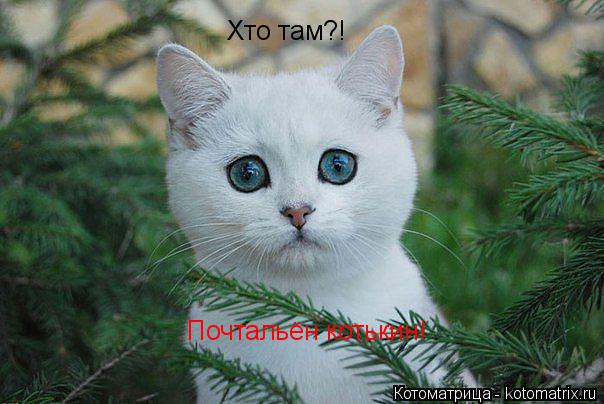 Хто там?! Почтальён котькин!... Котоматрица: Хто там?! Почтальён котькин!
