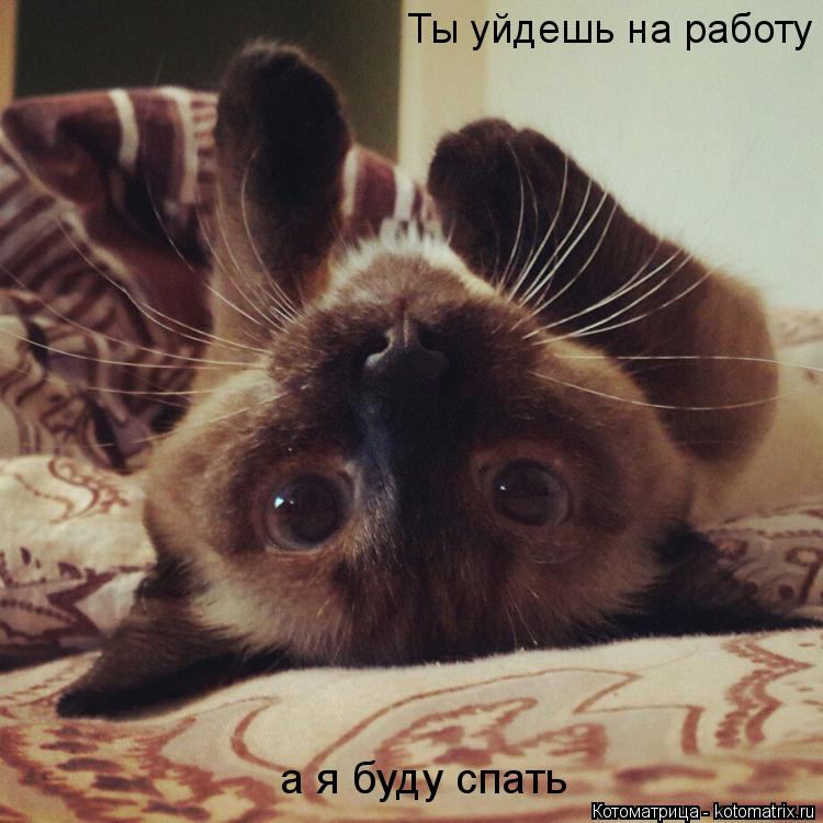 Ты уйдешь на работу а я буду спать... Котоматрица: Ты уйдешь на работу а я буду спать