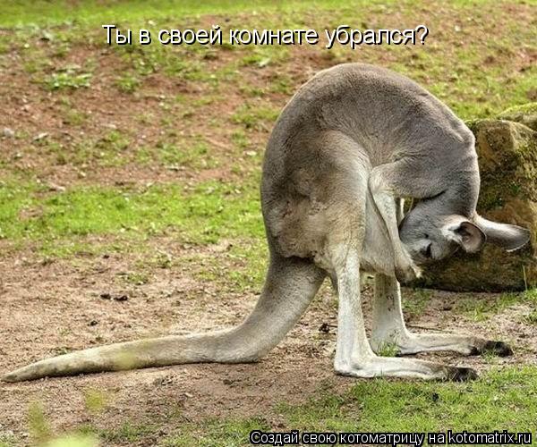 Ты в своей комнате убрался?... Котоматрица: Ты в своей комнате убрался?