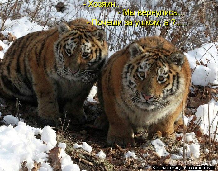 - Хозяин... - Мы вернулись... - Почеши за ушком, а ?........ Котоматрица: - Хозяин... - Мы вернулись... - Почеши за ушком, а ?.....