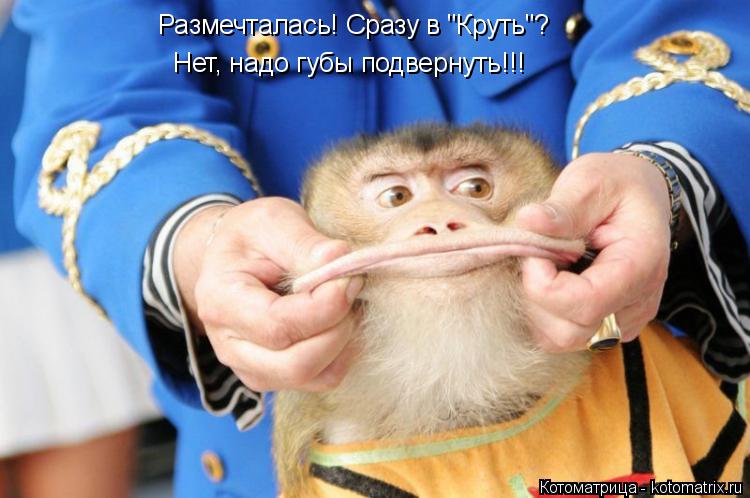 Размечталась! Сразу в "Круть"? Нет, надо губы подвернуть!!!... Котоматрица: Размечталась! Сразу в "Круть"? Нет, надо губы подвернуть!!!