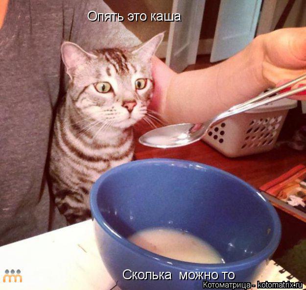 Опять это каша Сколька можно то... Котоматрица: Опять это каша Сколька можно то