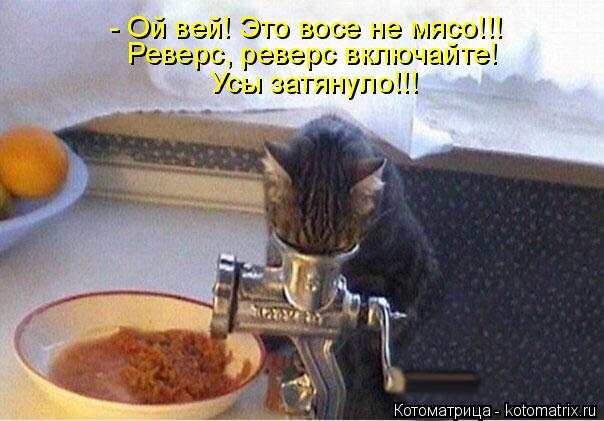 - Ой вей! Это восе не мясо!!! Усы затянуло!!! Реверс, реверс включайте!... Котоматрица: - Ой вей! Это восе не мясо!!! Усы затянуло!!! Реверс, реверс включайте!