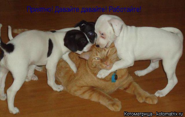Приятно! Давайте давайте! Работайте!... Котоматрица: Приятно! Давайте давайте! Работайте!