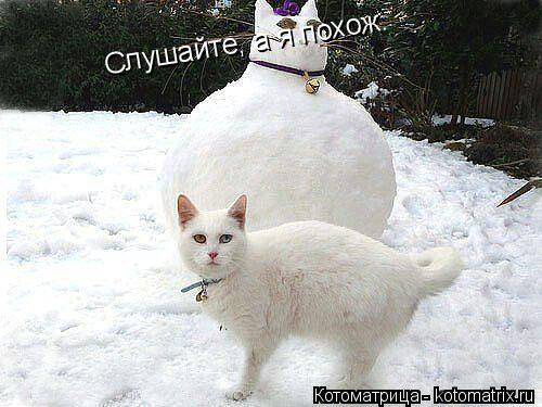 Слушайте, а я похож.... Котоматрица: Слушайте, а я похож.