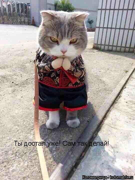 Ты достал уже! Сам так делай!... Котоматрица: Ты достал уже! Сам так делай!
