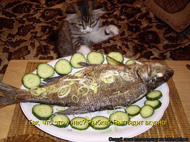 Так, что это у нас? Рыбка? Выглядит вкусно!... Котоматрица: Так, что это у нас? Рыбка? Выглядит вкусно!