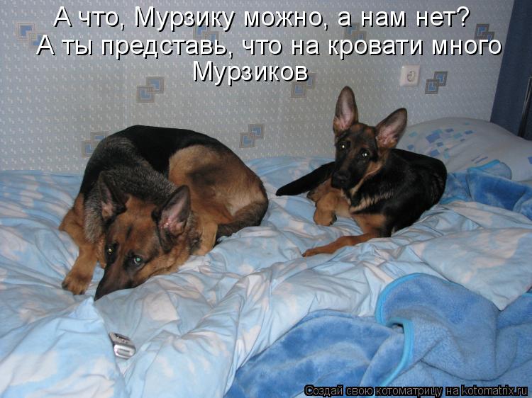 А что, Мурзику можно, а нам нет? А ты представь, что на кровати много Мурзиков... Котоматрица: А что, Мурзику можно, а нам нет? А ты представь, что на кровати много Мурзиков