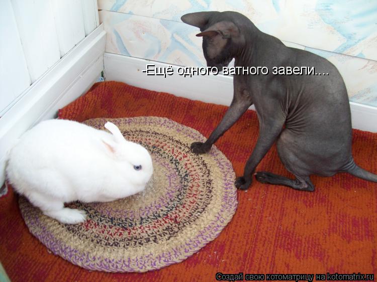-Ещё одного ватного завели....... Котоматрица: -Ещё одного ватного завели....