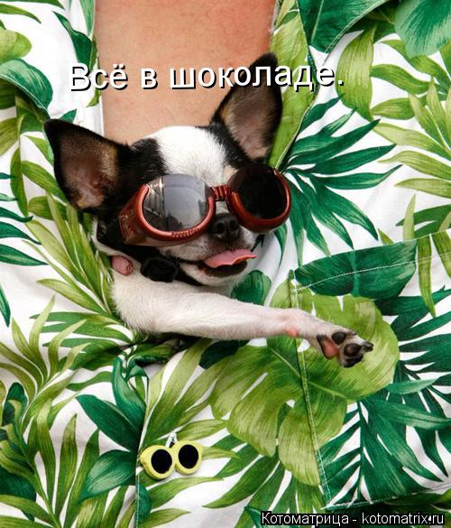 Всё в шоколаде.... Котоматрица: Всё в шоколаде.