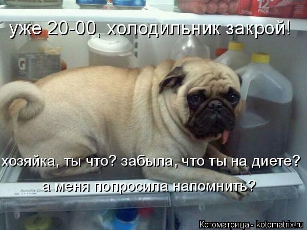 уже 20-00, холодильник закрой! хозяйка, ты что? забыла, что ты на диете? а меня попросила напомнить?... Котоматрица: уже 20-00, холодильник закрой! хозяйка, ты что? забыла, что ты на диете? а меня попросила напомнить?