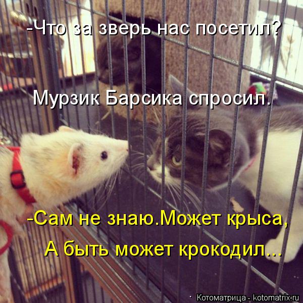 -Что за зверь нас посетил? Мурзик Барсика спросил. -Сам не знаю.Может крыса, А быть может крокодил...... Котоматрица: -Что за зверь нас посетил? Мурзик Барсика спросил. -Сам не знаю.Может крыса, А быть может крокодил...