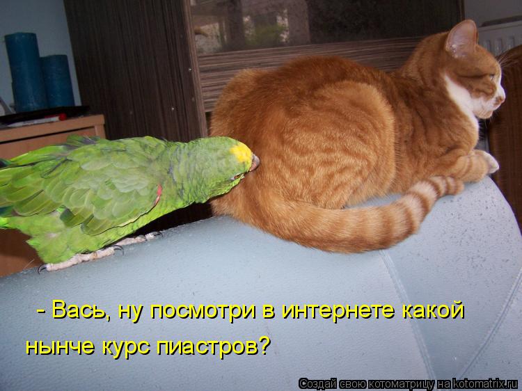 Котоматрица: - Вась, ну посмотри в интернете какой нынче курс пиастров?