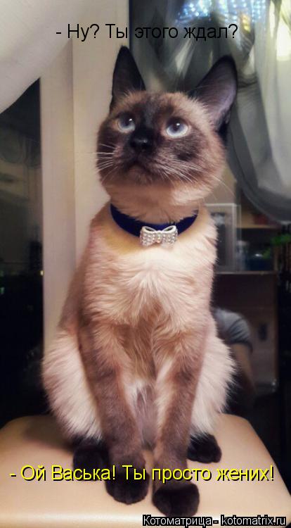 Котоматрица: - Ну? Ты этого ждал? - Ой Васька! Ты просто жених!