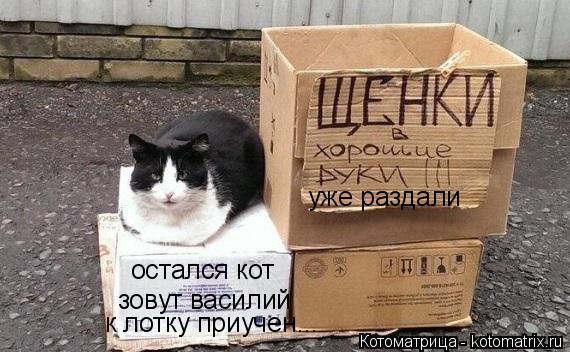 Котоматрица: остался кот зовут василий уже раздали к лотку приучен...