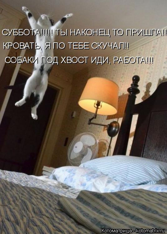 Котоматрица: СУББОТА!!!!! ТЫ НАКОНЕЦ ТО ПРИШЛА!!!! КРОВАТЬ, Я ПО ТЕБЕ СКУЧАЛ!! СОБАКИ ПОД ХВОСТ ИДИ, РАБОТА!!!