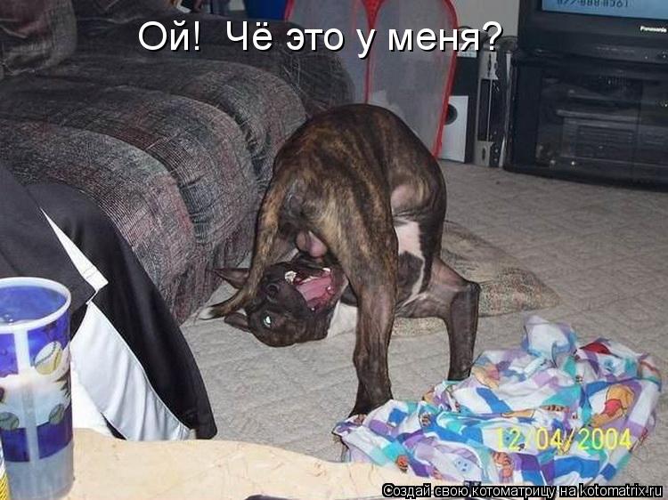 Ой! Чё это у меня?... Котоматрица: Ой! Чё это у меня?