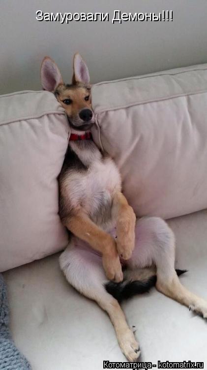 Котоматрица: Замуровали Демоны!!!