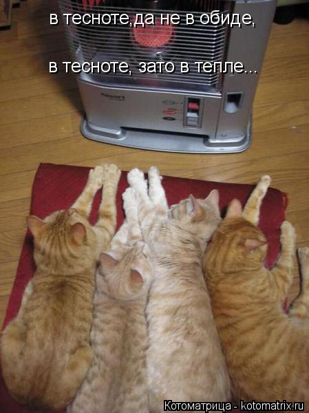 Котоматрица: в тесноте,да не в обиде, в тесноте, зато в тепле...