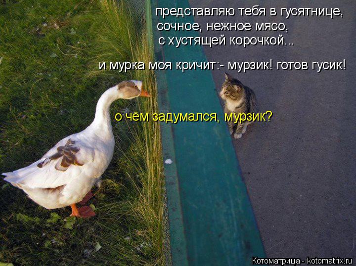 представляю тебя в гусятнице, сочное, нежное мясо, с хустящей корочкой... и мурка моя кричит:- мурзик... Котоматрица: представляю тебя в гусятнице, сочное, нежное мясо, с хустящей корочкой... и мурка моя кричит:- мурзик! готов гусик! о чём задумался, мурзик?