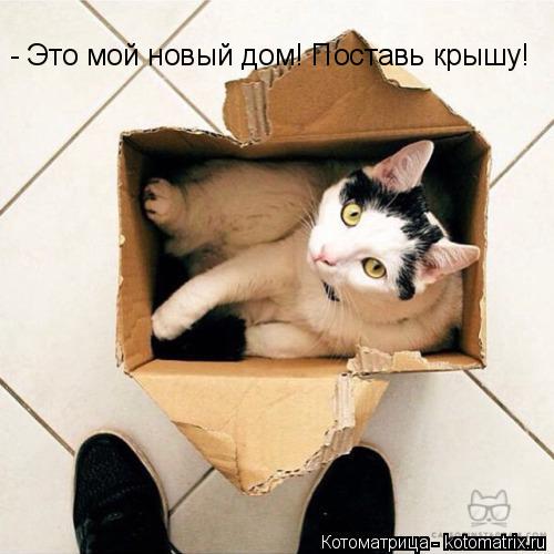 - Это мой новый дом! Поставь крышу! - Это мой новый дом! Поставь крышу!... Котоматрица: - Это мой новый дом! Поставь крышу! - Это мой новый дом! Поставь крышу!