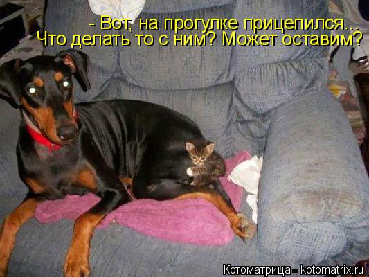 - Вот, на прогулке прицепился... Что делать то с ним? Может оставим?... Котоматрица: - Вот, на прогулке прицепился... Что делать то с ним? Может оставим?