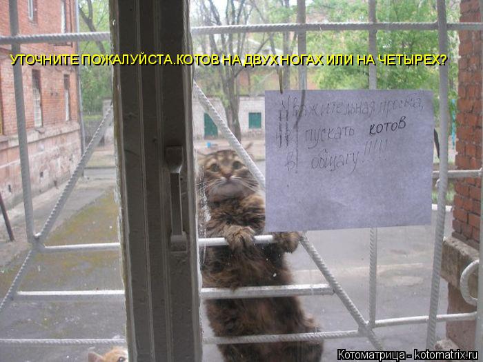 Котоматрица: УТОЧНИТЕ ПОЖАЛУЙСТА.КОТОВ НА ДВУХ НОГАХ ИЛИ НА ЧЕТЫРЕХ?