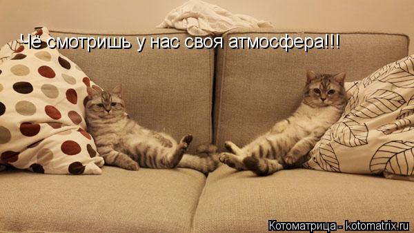 Чё смотришь у нас своя атмосфера!!!... Котоматрица: Чё смотришь у нас своя атмосфера!!!